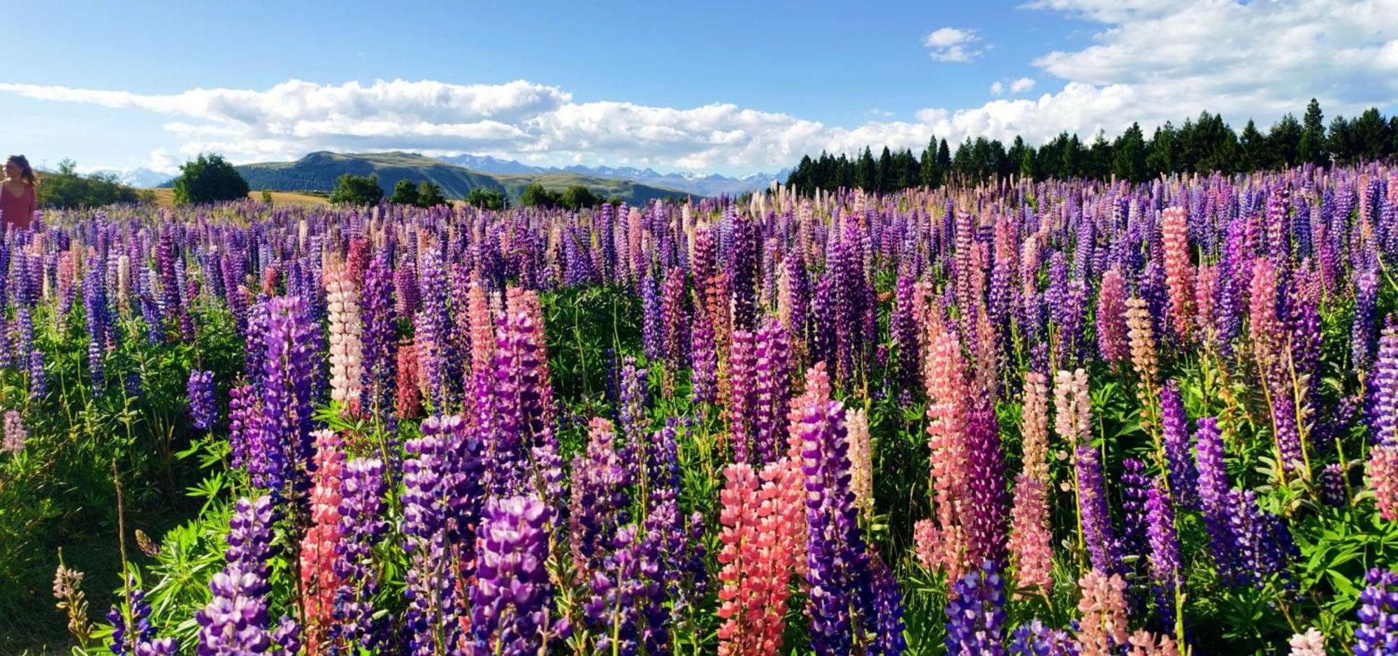 37 Galaxy C Studio Lake Tekapo Bagian luar foto